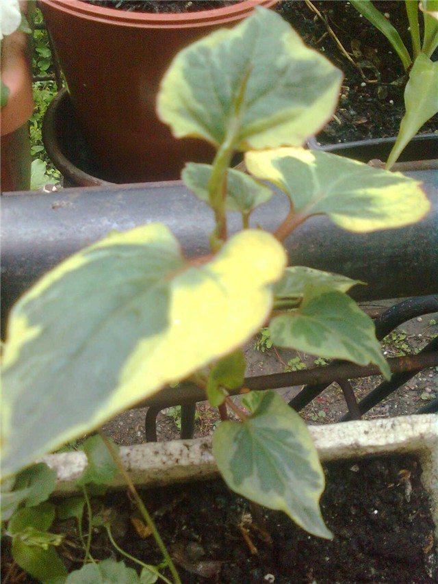 hedera